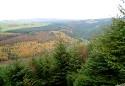 Crychan Forest