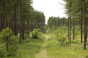 Výsledok vyhľadávania obrázkov pre dopyt pembrey forest