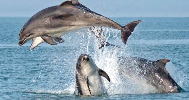 A group of bottlenose dolphins breaching A group of bottlenose dolphins breaching
