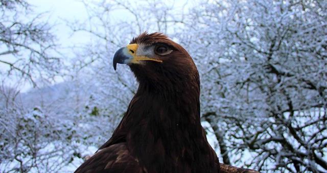 Bonnie - Golden Eagle Bonnie - Golden Eagle