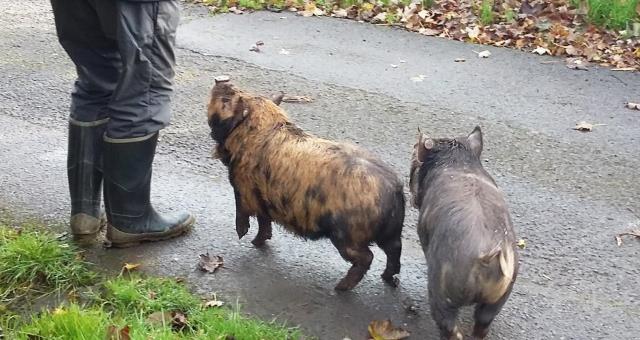 Piggy Walking Piggy Walking