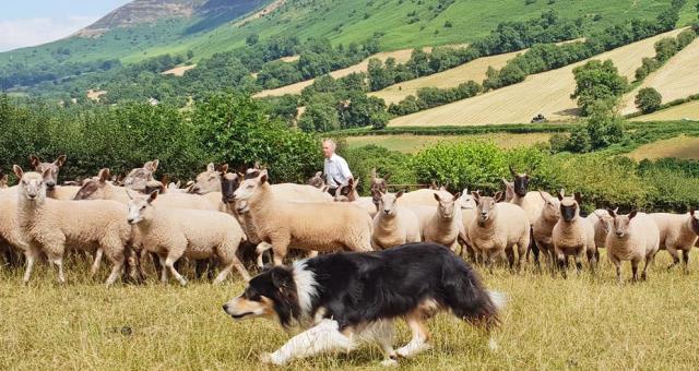 Sheep Dog experience in Wales Sheep Dog experience in Wales