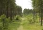 Pembrey Forest