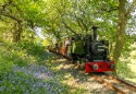 Steaming through the Bluebells