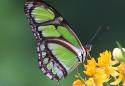 Magic of Life Butterfly Farm