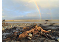 Borth - submerged forest