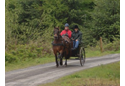 Carriage driving at Dyfnant Forest
