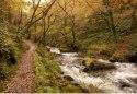 Dyfi Forest