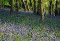 Ystwyth Forest