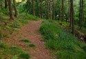 Ystwyth Forest