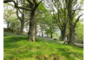 The Wye at Nannerth