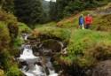 Hafren Forest