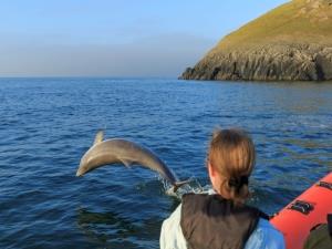 Dolphin Calf Jumping at Mwnt