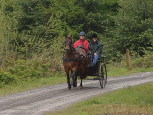 Carriage driving at Dyfnant Forest
