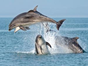 A group of bottlenose dolphins breaching