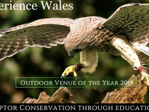 Falconry Experience Wales