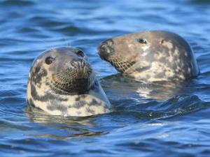Cwmtydu Seals