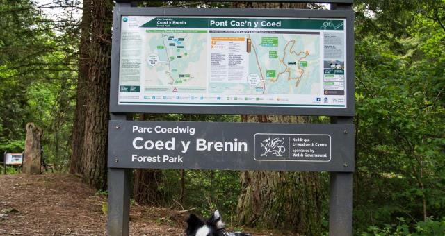 Coed Y Brenin Pont Cae N Y Coed At Coed Y Brenin Forest Park Nrw Nature Trail Dolgellau Gwynedd