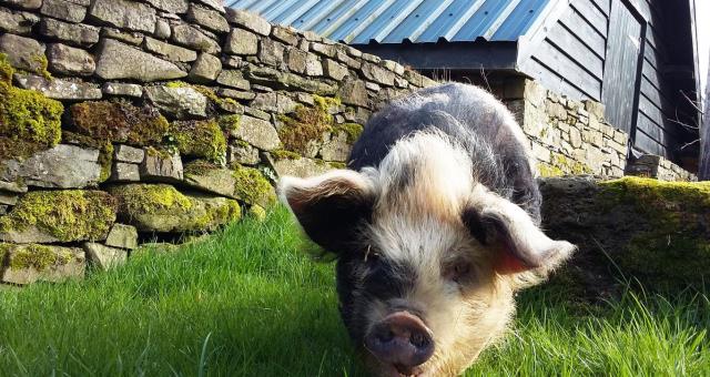 Walking pigs in Wales