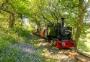 Steaming through the Bluebells